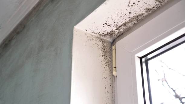 Best Mold Remediation for Rental Properties  in Wellsburg, WV