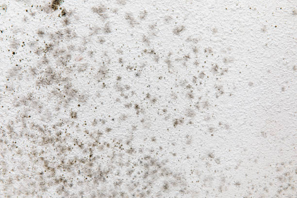 Best Mold Prevention Services  in Wellsburg, WV